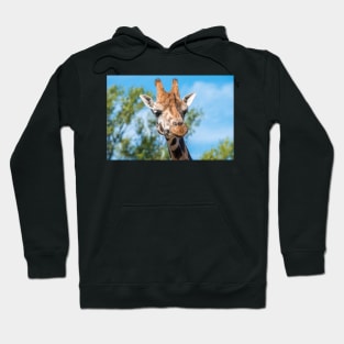 Close up photo of a Rothschild Giraffe head Hoodie